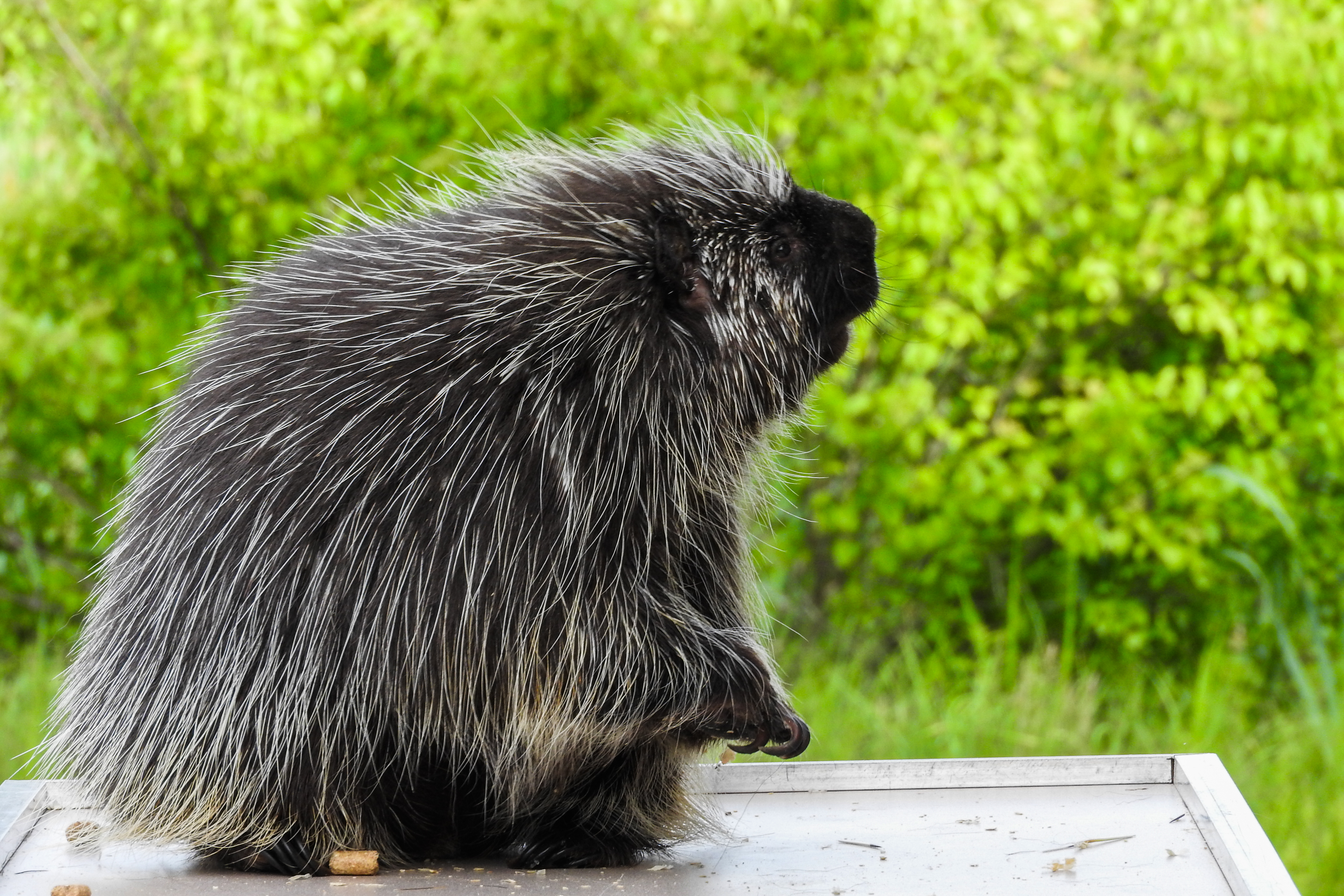 quill