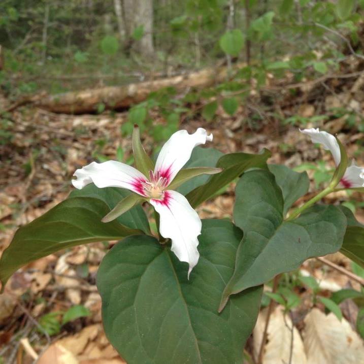 Crystals trillium