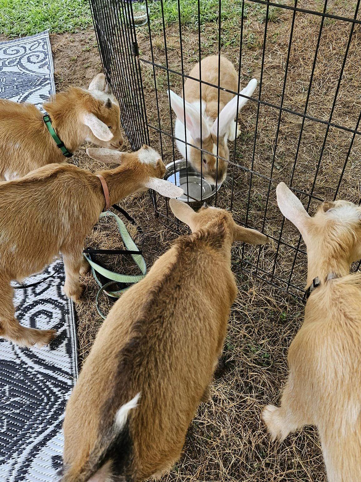 petting zoo