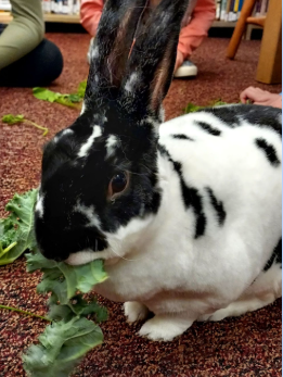 bunny